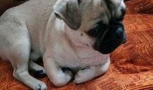 巴哥爆料最新人物,揭秘娱乐圈新晋人气明星的崛起之路